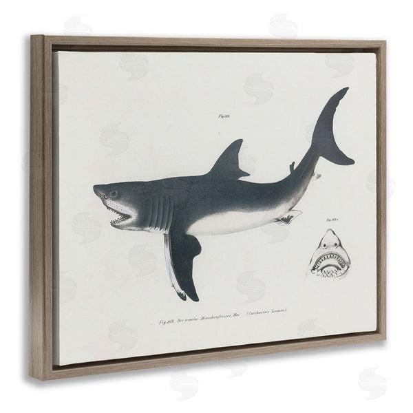 Stupell Industries Phillipa Katz | Detailed Shark Diagram