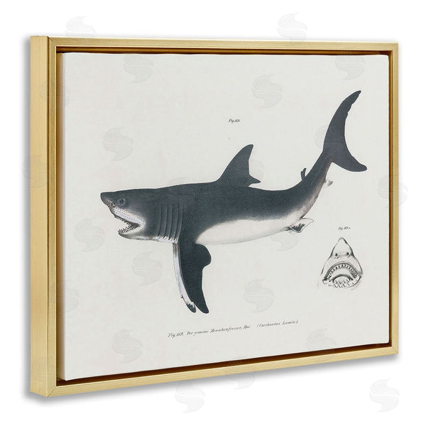 Stupell Industries Phillipa Katz | Detailed Shark Diagram