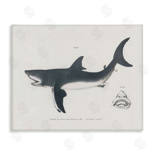 stupell industries Phillipa Katz | Detailed Shark Diagram