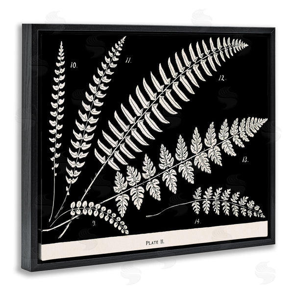 Stupell Industries Phillipa Katz | Fern Studies On Black