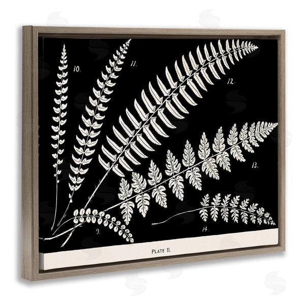Stupell Industries Phillipa Katz | Fern Studies On Black