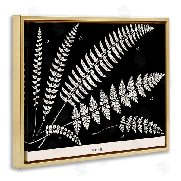 Stupell Industries Phillipa Katz | Fern Studies On Black