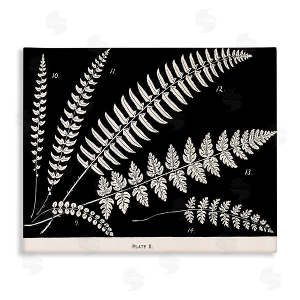 stupell industries Phillipa Katz | Fern Studies on Black