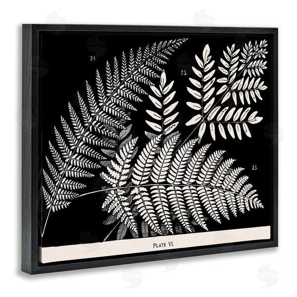 Stupell Industries Phillipa Katz | Fern Varieties On Black