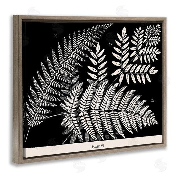 Stupell Industries Phillipa Katz | Fern Varieties On Black