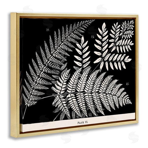 Stupell Industries Phillipa Katz | Fern Varieties On Black