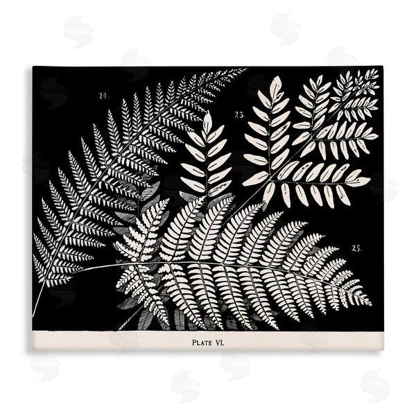 stupell industries Phillipa Katz | Fern Varieties on Black