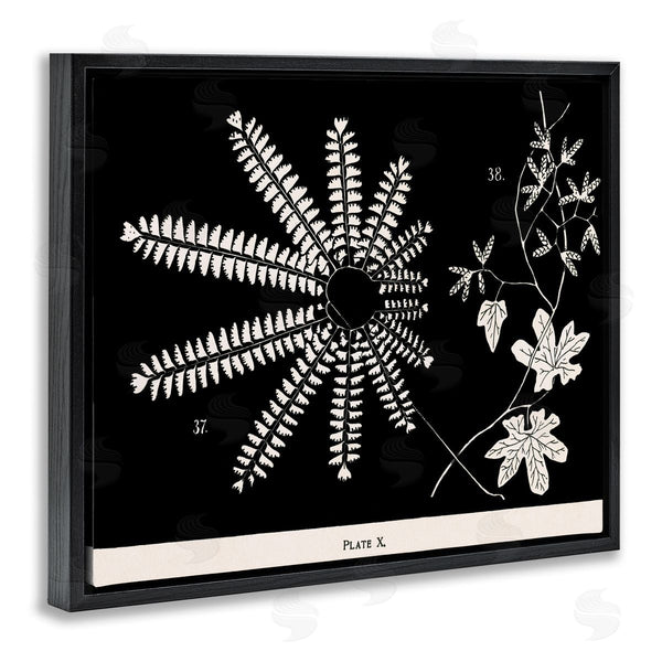 Stupell Industries Phillipa Katz | Ferns & Leaves On Black
