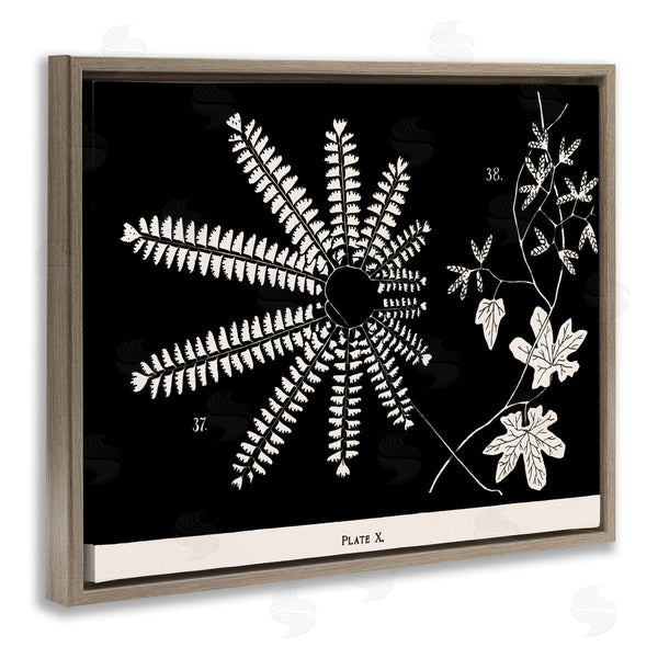 Stupell Industries Phillipa Katz | Ferns & Leaves On Black