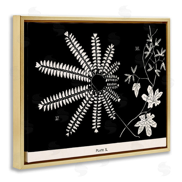 Stupell Industries Phillipa Katz | Ferns & Leaves On Black