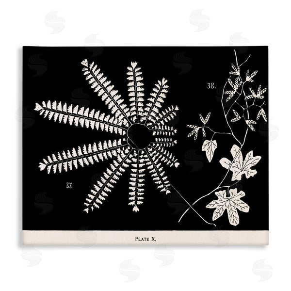 stupell industries Phillipa Katz | Ferns & Leaves on Black