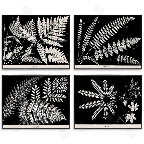 Stupell Industries Phillipa Katz | Ferns Studies With Stark Contrast Wall Art