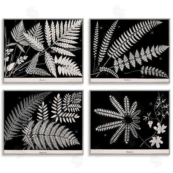 Stupell Industries Phillipa Katz | Ferns Studies With Stark Contrast Wall Art