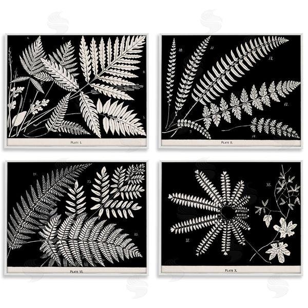 Stupell Industries Phillipa Katz | Ferns Studies With Stark Contrast Wall Art