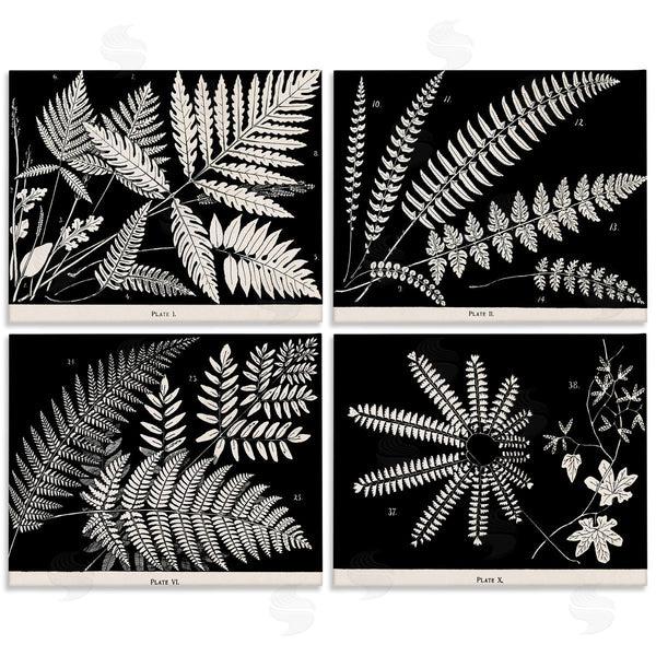 stupell industries Phillipa Katz | Ferns Studies with Stark Contrast Wall Art