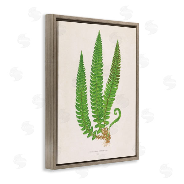 Stupell Industries Phillipa Katz | Natural Fern Branch Trio