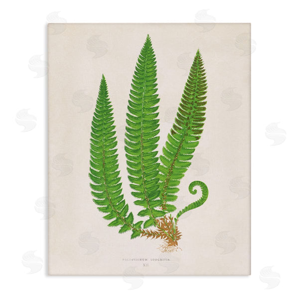 stupell industries Phillipa Katz | Natural Fern Branch Trio