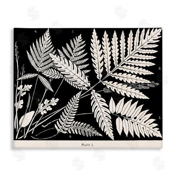 stupell industries Phillipa Katz | Overlapping Ferns on Black