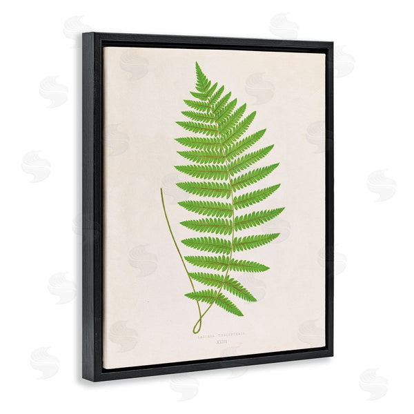 Stupell Industries Phillipa Katz | Single Fern Branch