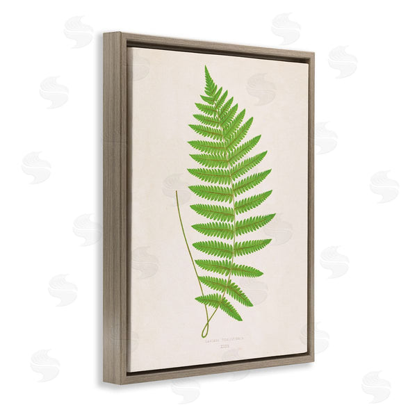 Stupell Industries Phillipa Katz | Single Fern Branch