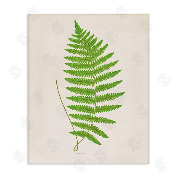 stupell industries Phillipa Katz | Single Fern Branch