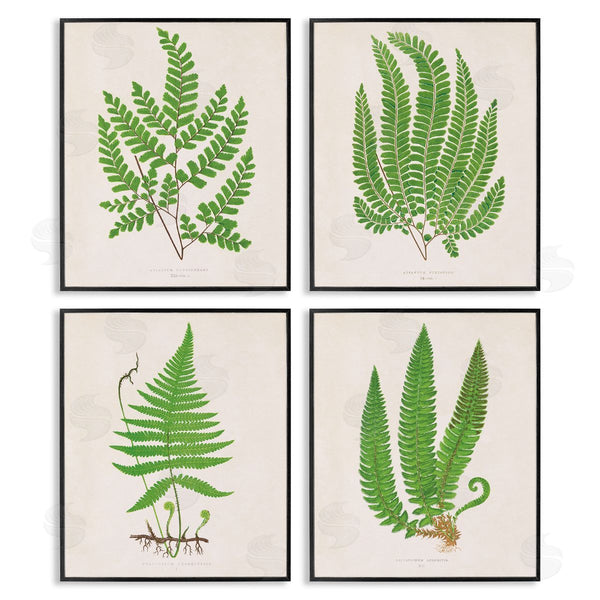 Stupell Industries Phillipa Katz | Subtle Green Fern Branches Wall Art