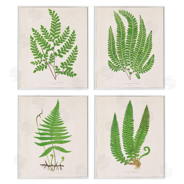 Stupell Industries Phillipa Katz | Subtle Green Fern Branches Wall Art