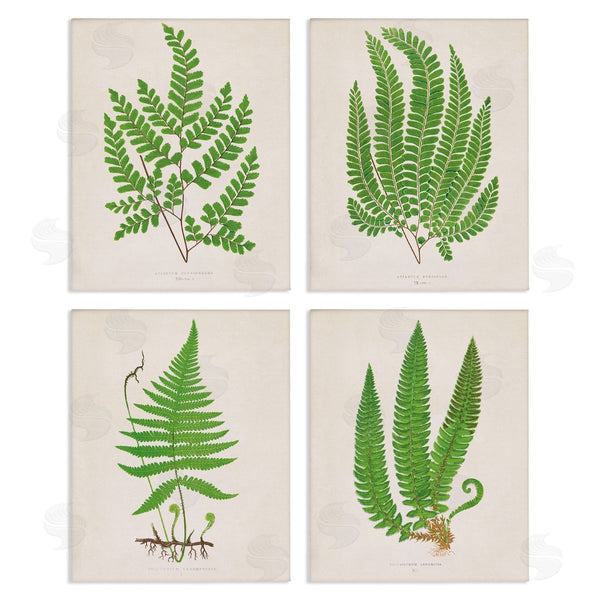 stupell industries Phillipa Katz | Subtle Green Fern Branches Wall Art