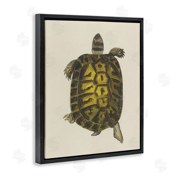 Stupell Industries Phillipa Katz | Vintage Maritime Tortoise