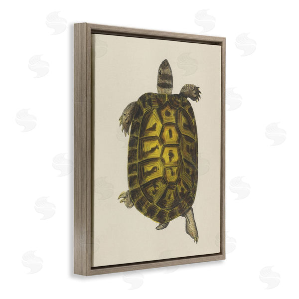 Stupell Industries Phillipa Katz | Vintage Maritime Tortoise