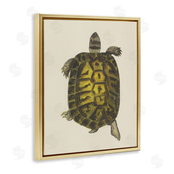 Stupell Industries Phillipa Katz | Vintage Maritime Tortoise