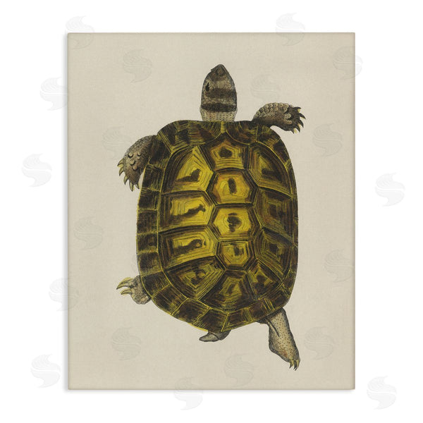 stupell industries Phillipa Katz | Vintage Maritime Tortoise