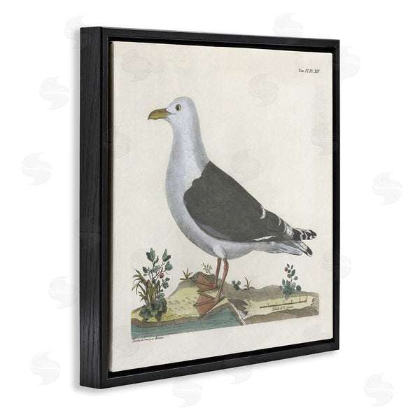 Stupell Industries Phillipa Katz | Vintage Seagull Study Diagram