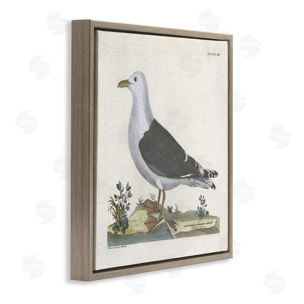 Stupell Industries Phillipa Katz | Vintage Seagull Study Diagram