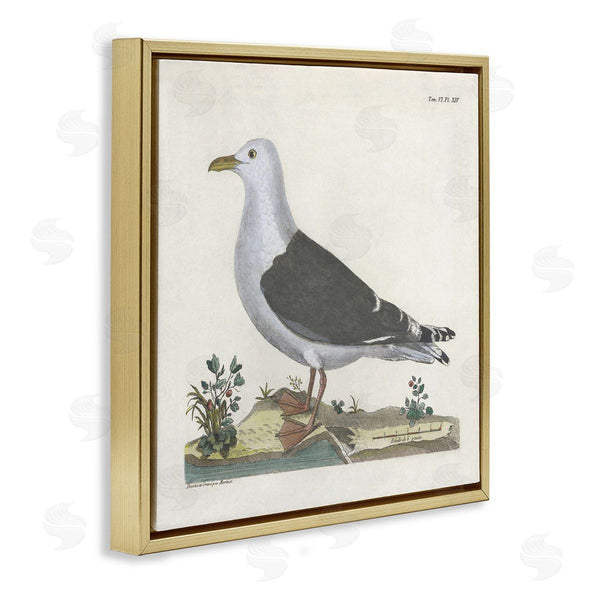 Stupell Industries Phillipa Katz | Vintage Seagull Study Diagram