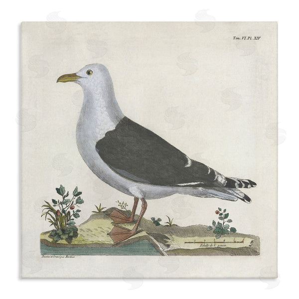 stupell industries Phillipa Katz | Vintage Seagull Study Diagram