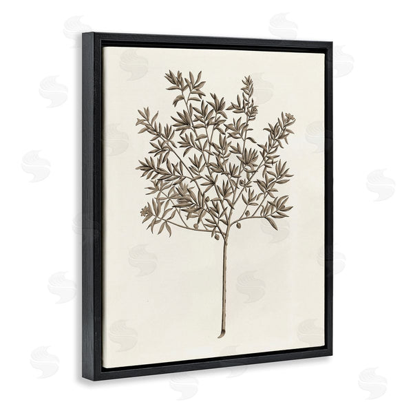 Stupell Industries Phillipa Katz | Vintage Study Of Olive Tree