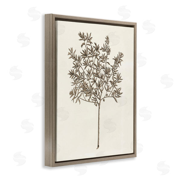 Stupell Industries Phillipa Katz | Vintage Study Of Olive Tree