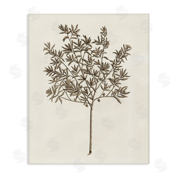 stupell industries Phillipa Katz | Vintage Study of Olive Tree