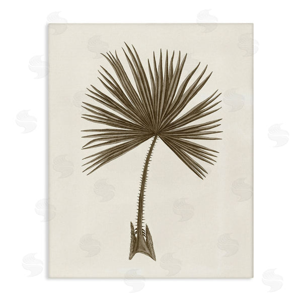 stupell industries Phillipa Katz | Vintage Study of Palm Leaf