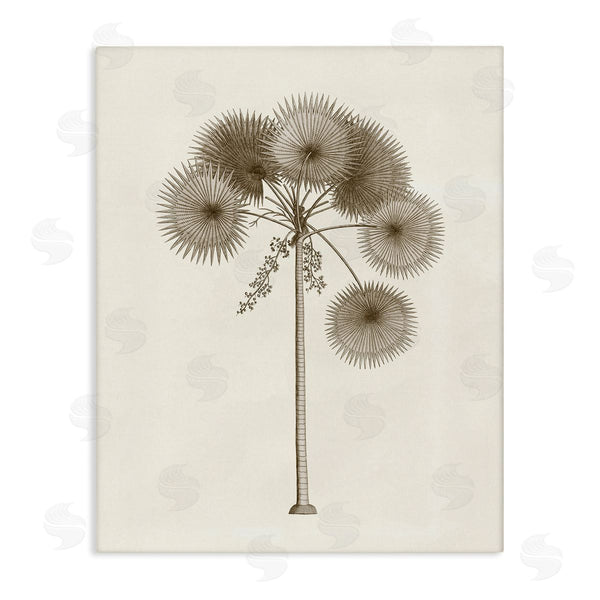 stupell industries Phillipa Katz | Vintage Study of Palm Tree