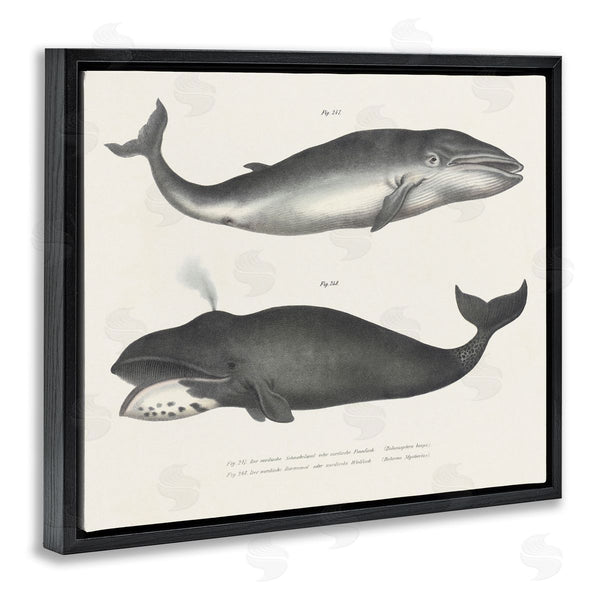 Stupell Industries Phillipa Katz | Vintage Whale Study Diagrams
