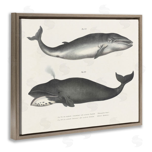 Stupell Industries Phillipa Katz | Vintage Whale Study Diagrams