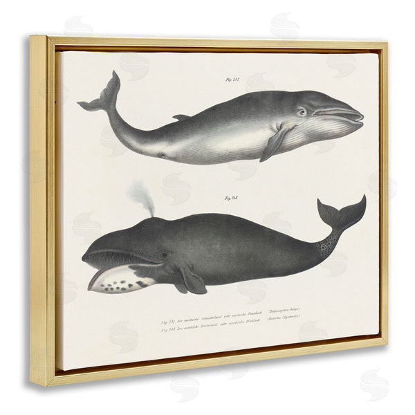 Stupell Industries Phillipa Katz | Vintage Whale Study Diagrams
