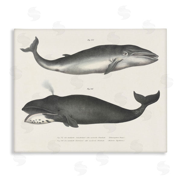 stupell industries Phillipa Katz | Vintage Whale Study Diagrams