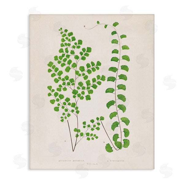 stupell industries Phillipa Katz | Vivid Green Ferns Study