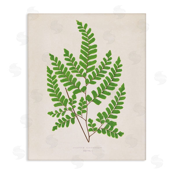 stupell industries Phillipa Katz | Woodland Sprigs Study