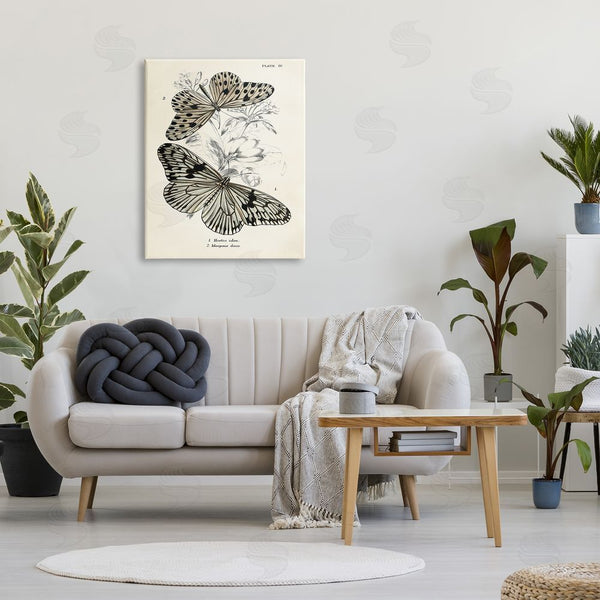 Stupell Industries Piddix | Butterfly & Herb Studies Wall Art