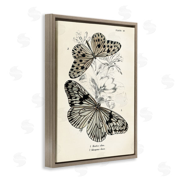 Stupell Industries Piddix | Butterfly & Herb Studies Wall Art