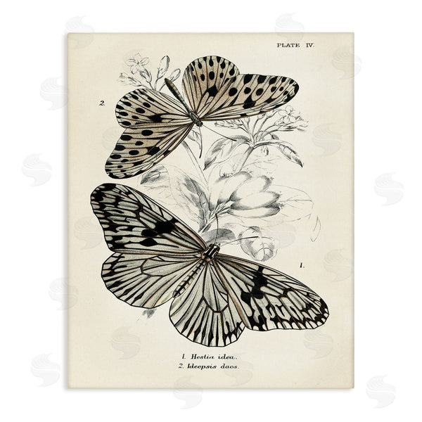 stupell industries Piddix | Butterfly & Herb Studies Wall Art